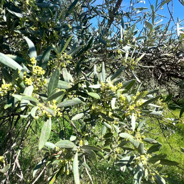 🌿 Floraison en cours… cap vers la nouaison

Sur les oliviers de nos coopérateurs, les fleurs commencent à s’ouvrir — une phase déterminante dans le cycle de l’arbre. Cette floraison marque le prélude à la nouaison, ce moment-clé où la fleur fécondée se transforme en fruit.

Tout se joue maintenant : le climat, l’exposition au vent, l’équilibre hydrique… Chaque paramètre influence directement la qualité de la future récolte.

Au Moulin de l’Olivette, nous suivons cette période avec attention et humilité, conscients que la patience et le soin sont les meilleurs alliés de l’olivier.

#manosque #provence #huiledolive #moulinahuile #olives #olivetrees #olivegrove #oliveraie  #huilesartisanales  #moulindelolivette  #oliviers #provencestyle #provencelife #southoffrance #madeinprovence